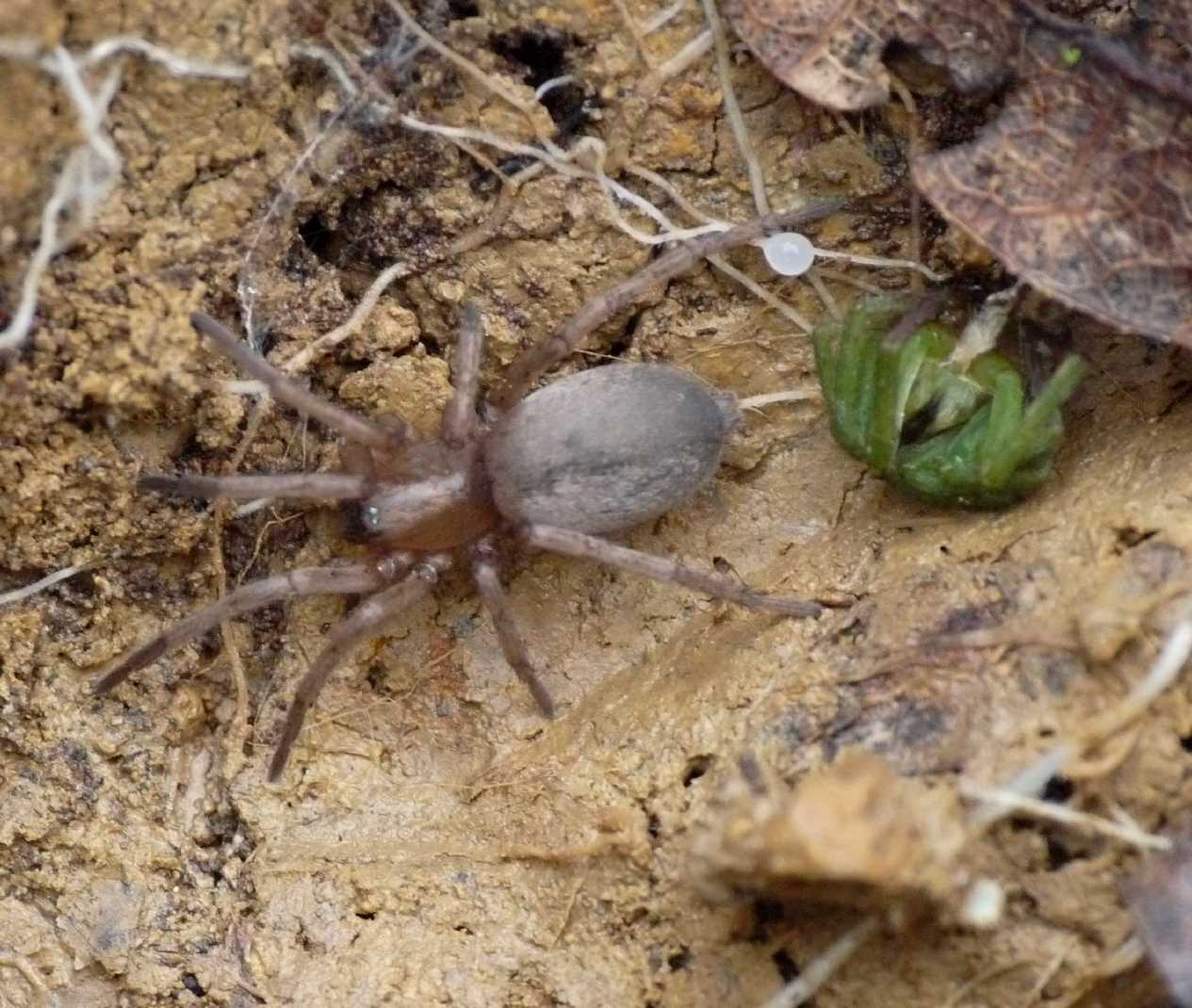 Drassodes sp. con preda : Micrommata sp. - Tolfa (RM)